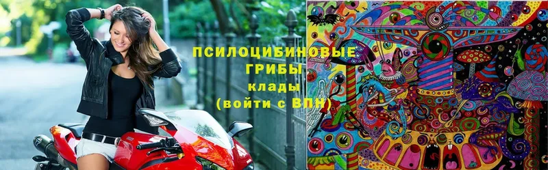 Галлюциногенные грибы Magic Shrooms  Богородицк 